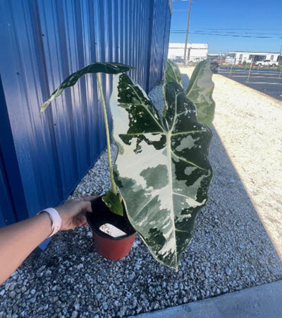 6" Alocasia Frydek Variegated